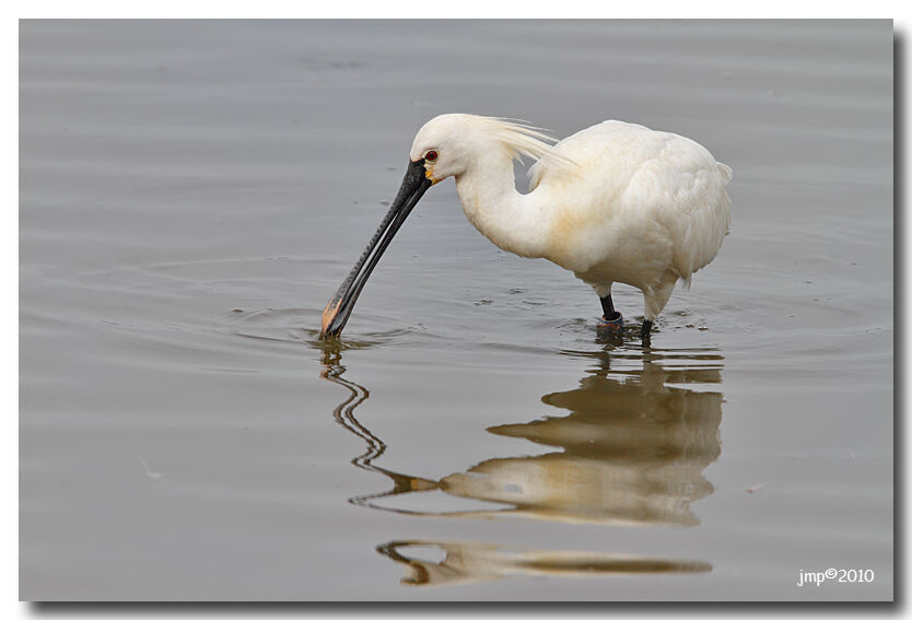 Eurasian Spoonbill