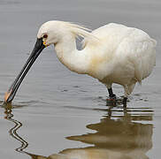 Eurasian Spoonbill