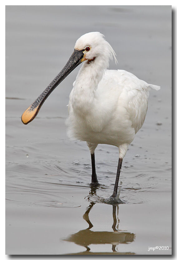 Eurasian Spoonbill