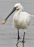 Eurasian Spoonbill