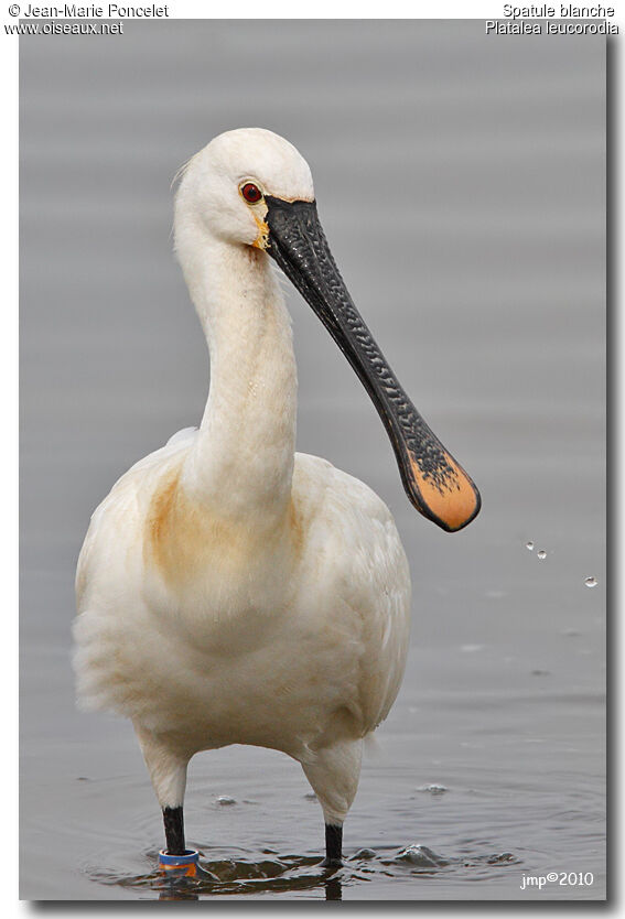 Eurasian Spoonbill