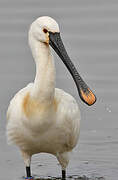 Eurasian Spoonbill