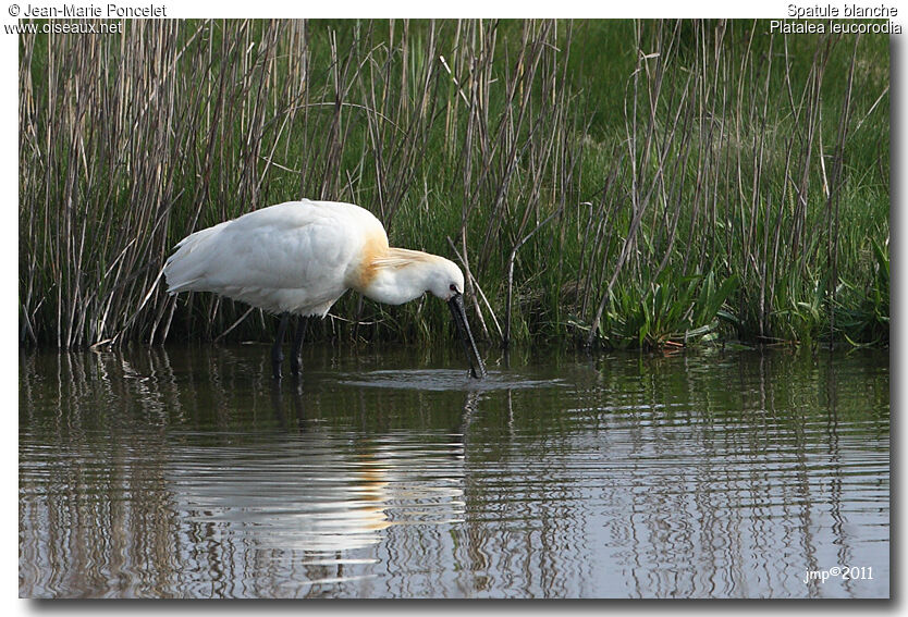 Eurasian Spoonbill