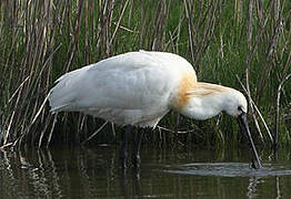 Eurasian Spoonbill