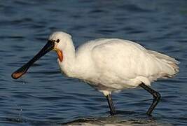 Eurasian Spoonbill