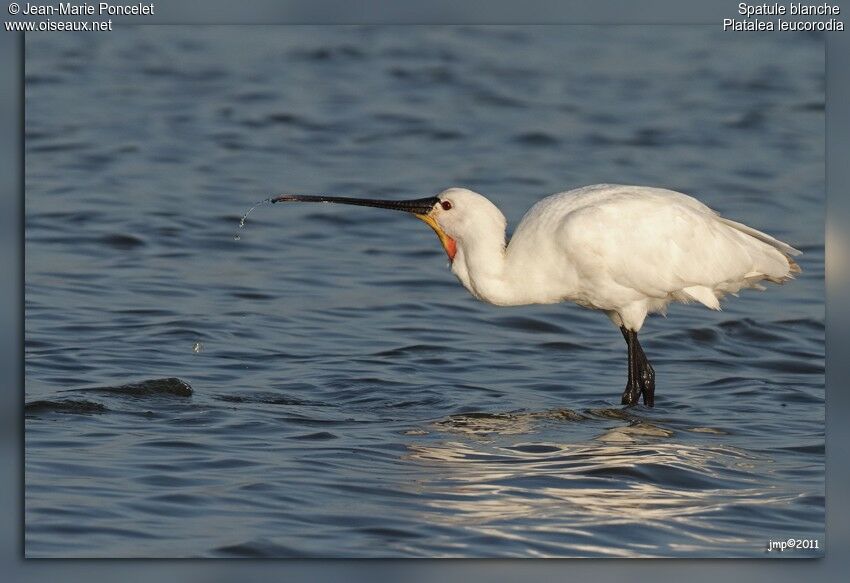 Eurasian Spoonbill