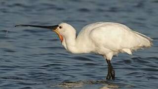 Eurasian Spoonbill