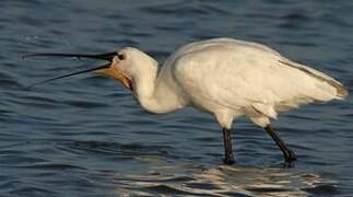 Eurasian Spoonbill