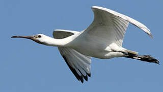 Eurasian Spoonbill