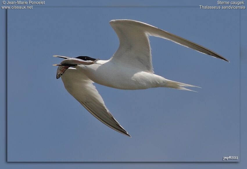 Sandwich Tern