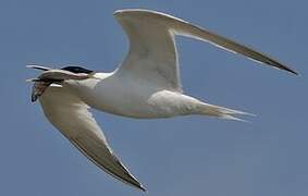 Sandwich Tern