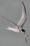 Little Tern