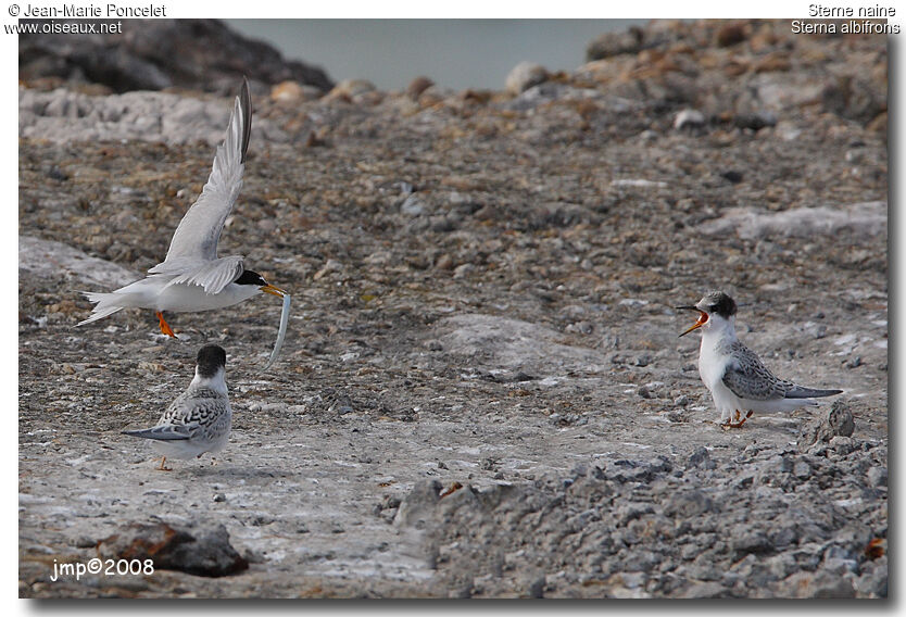 Little Tern