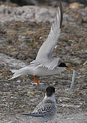 Little Tern