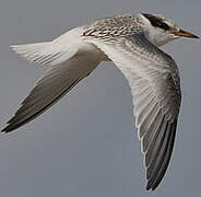 Little Tern