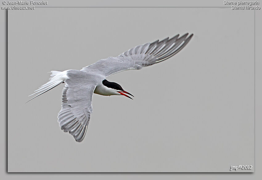 Common Tern