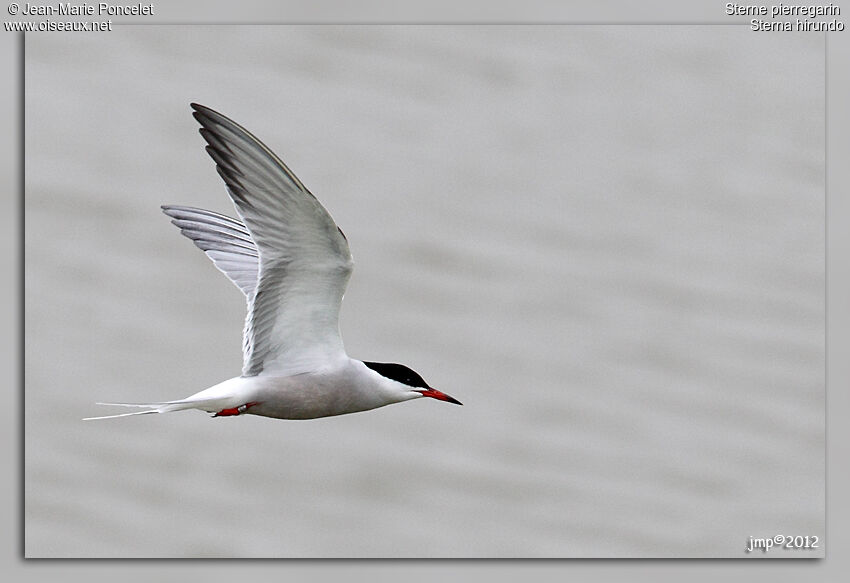 Common Tern