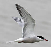 Common Tern