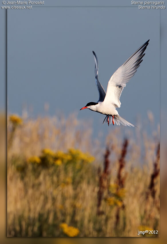 Common Tern