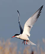 Common Tern