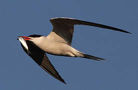 Common Tern