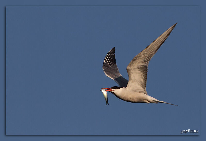 Common Tern