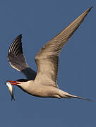 Common Tern