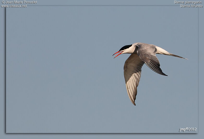 Common Tern