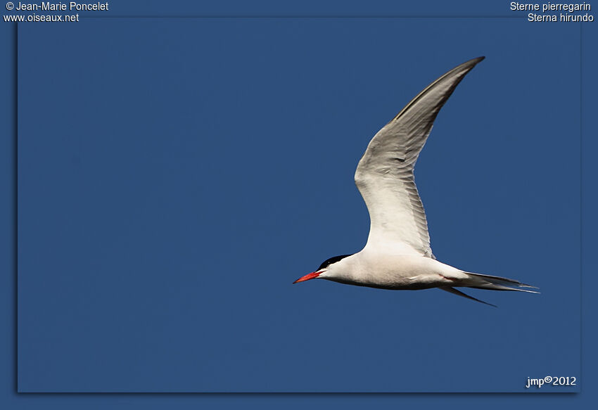 Common Tern