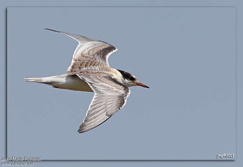 Common Ternjuvenile, pigmentation, Flight