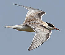 Common Tern