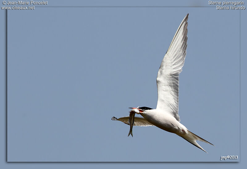 Common Tern