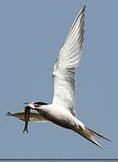 Common Tern