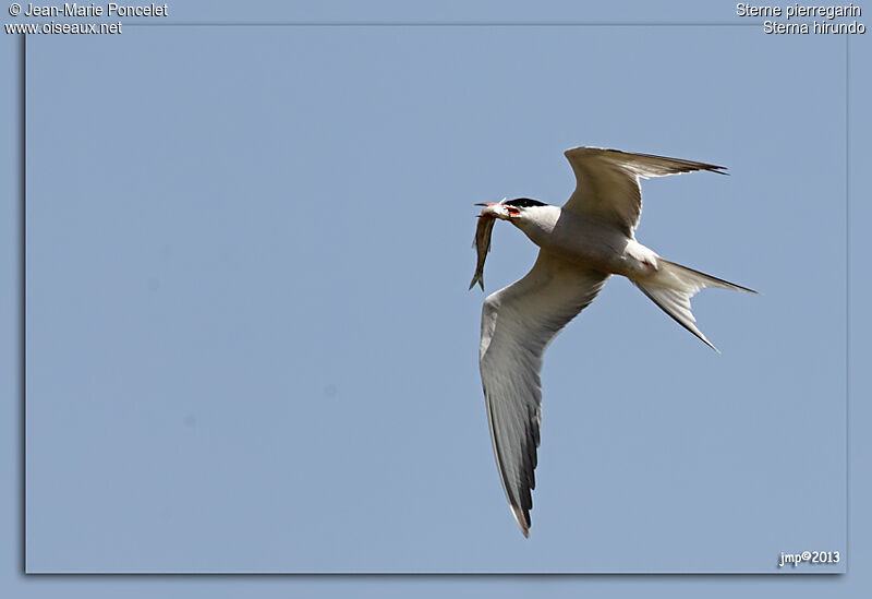 Common Tern