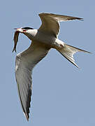 Common Tern