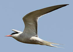 Common Tern