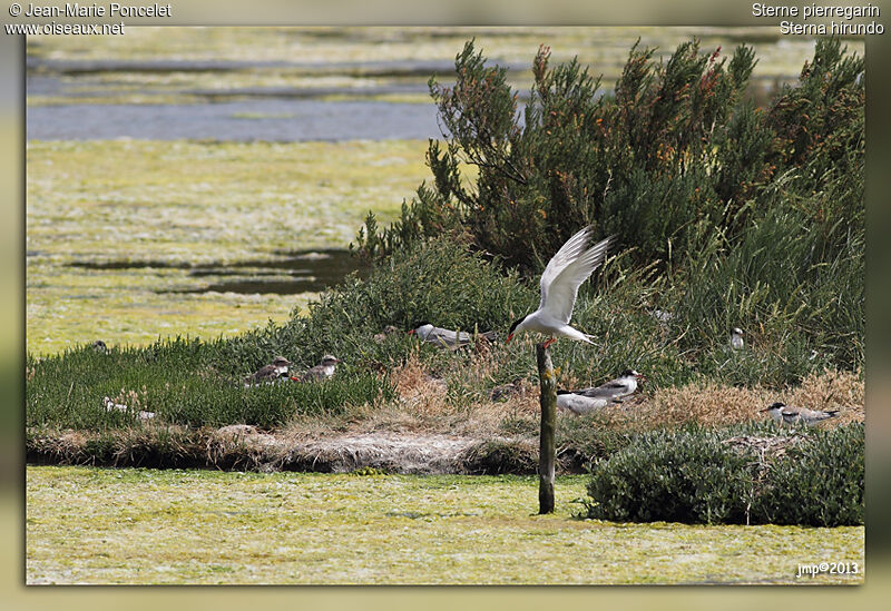 Common Tern