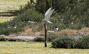 Common Tern