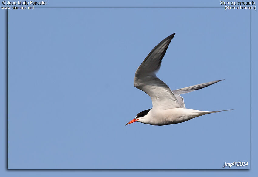 Common Tern