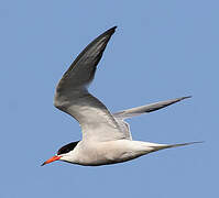 Common Tern