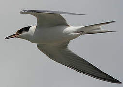 Common Tern