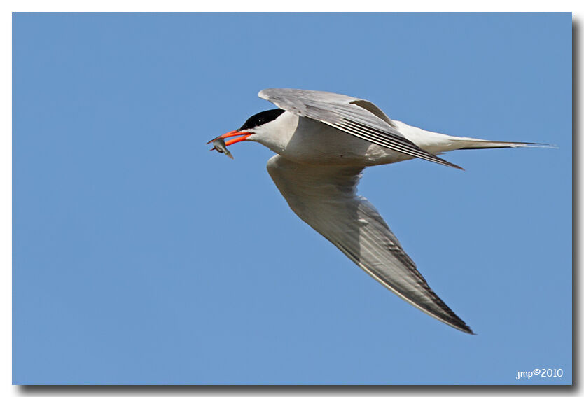 Common Tern