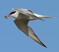 Common Tern