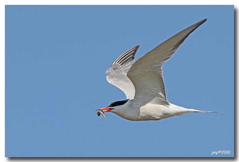 Common Tern