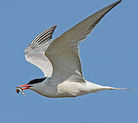 Common Tern