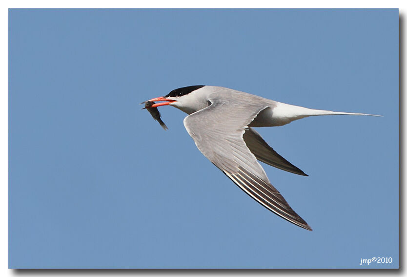 Common Tern