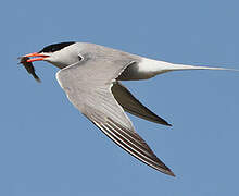 Common Tern