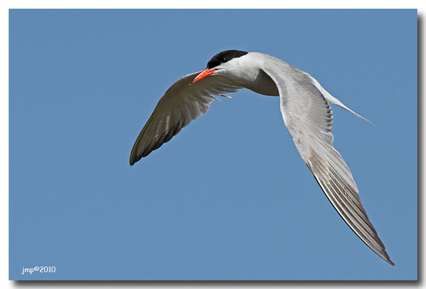 Common Tern