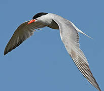 Common Tern