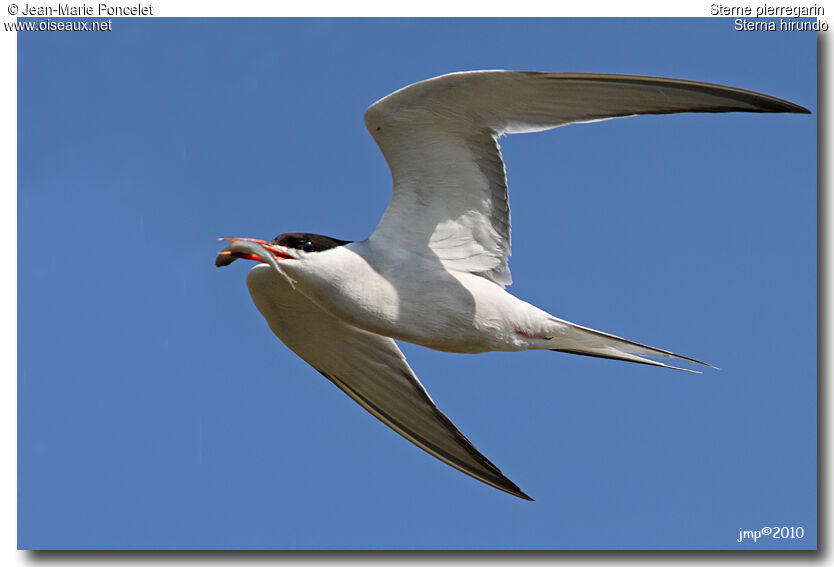 Common Tern